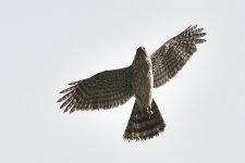 _ROY4056_00001.jpg