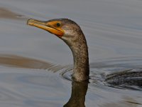 Cormorant.jpg