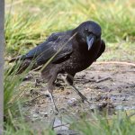 Crow2.jpg