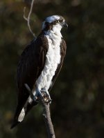 Osprey2.jpg