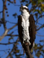 Osprey6.jpg