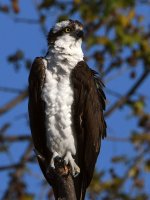 Osprey10.jpg