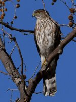 CoopersHawk3.jpg