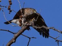 CoopersHawk5.jpg