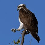 Osprey14.jpg