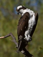 Osprey27.jpg