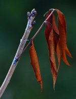 _ROY4432_00001.jpg