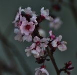 _ROY4435_00001.jpg