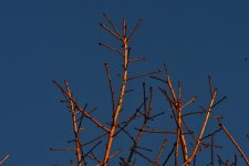 _ROY4441_00001.jpg