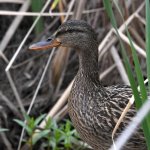 Mallard.jpg