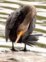 Cormorant.jpg
