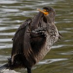 Cormorant10.jpg