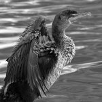 CormorantBW.jpg
