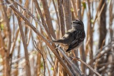 03-20-21-CR-D50_0016-ON1.jpg