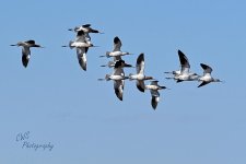 03-20-21-CR-D50_0064-ON1.jpg
