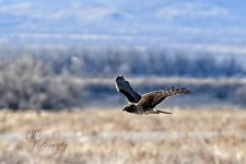 03-20-21-CR-D50_0071-ON1.jpg