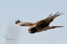 03-20-21-CR-D50_0082-ON1.jpg