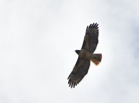 _ROY4468_00001.jpg