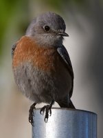 Bluebird7.jpg