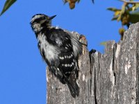 Woodpecker3.jpg