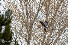 03-21-21-CR-_D500104-ON1.jpg