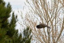 03-21-21-CR-_D500105-ON1.jpg