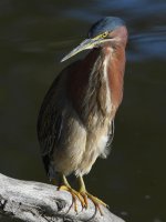 GreenHeron8.jpg