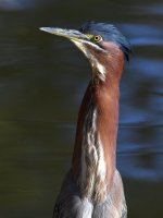 GreenHeron11.jpg
