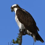 Osprey6.jpg