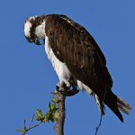 Osprey9.jpg