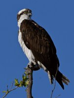 Osprey10.jpg