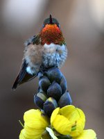 Hummer3.jpg