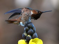 Hummer4.jpg