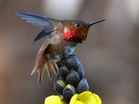 Hummer5.jpg