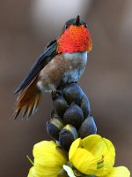 Hummer6.jpg