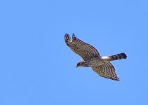 _ROY4671_00001.jpg