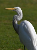 Egret.jpg
