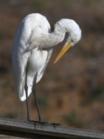 Egret2.jpg