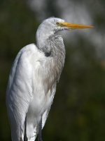 Egret4.jpg