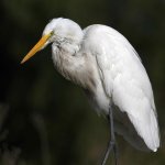 Egret8.jpg