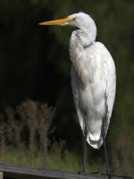Egret9.jpg