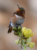 Hummer2.jpg