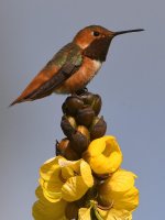 Hummer6.jpg
