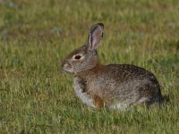 Rabbit.jpg