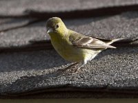 Goldfinch.jpg