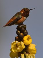 Hummer9.jpg