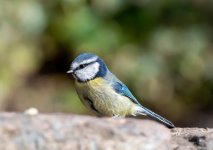 BlueTit2.jpg