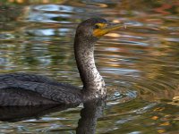 Cormorant.jpg