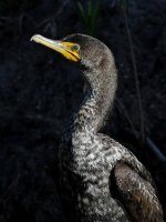 Cormorant6.jpg