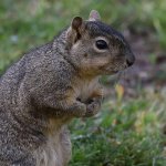 Squirrel3.jpg